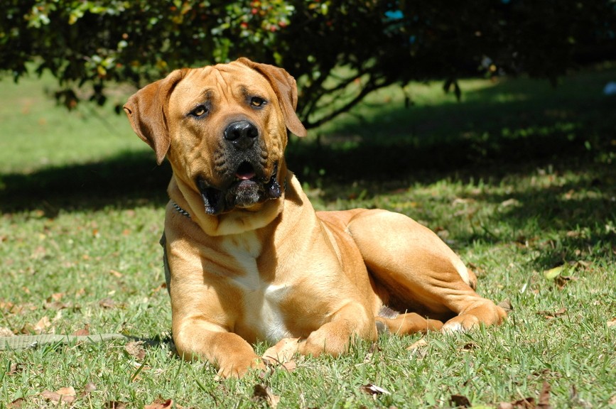 black boerboel temperament