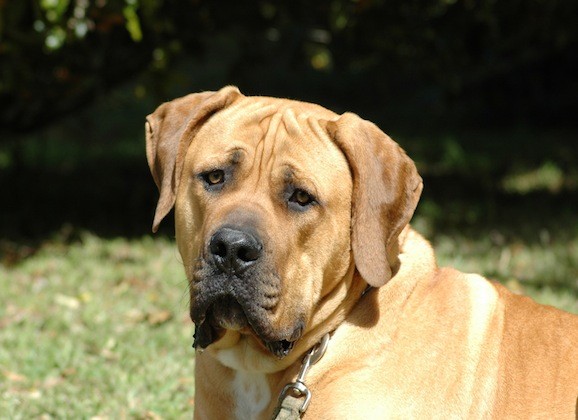 South African Boerboel: 10 Reasons You Should Buy this ...