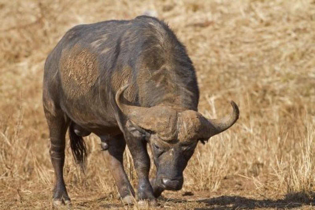 Buffalo - Animals of South Africa