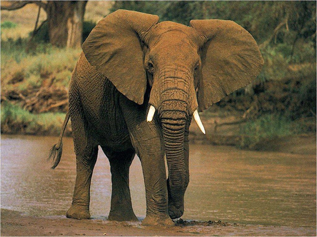 Elephant - Animals of South Africa