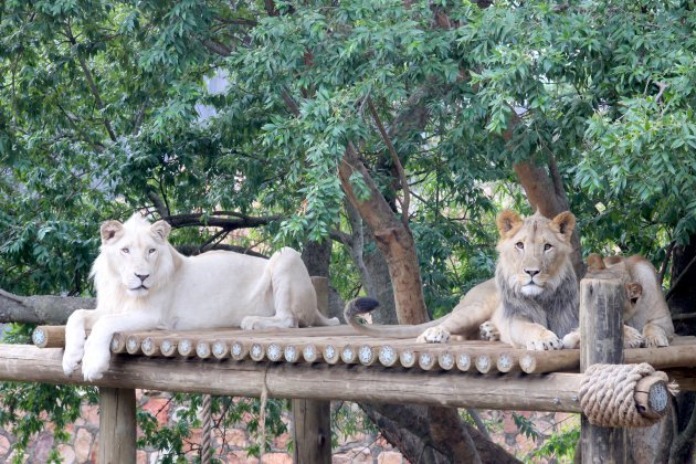 Johannesburg Zoo