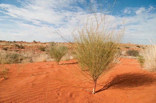 Kalahari Desert Facts