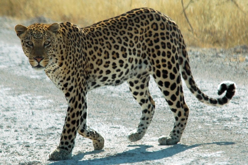 Leopard - Animals of South Africa