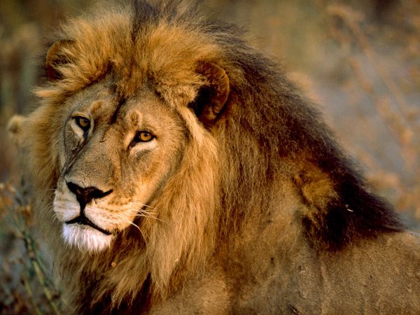 Lion - Animals of South Africa