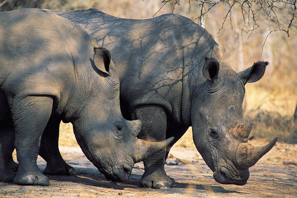 10 Largest and Smallest Animals of South Africa