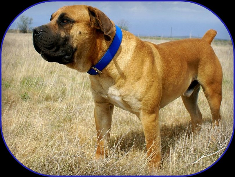 how much is a south african boerboel