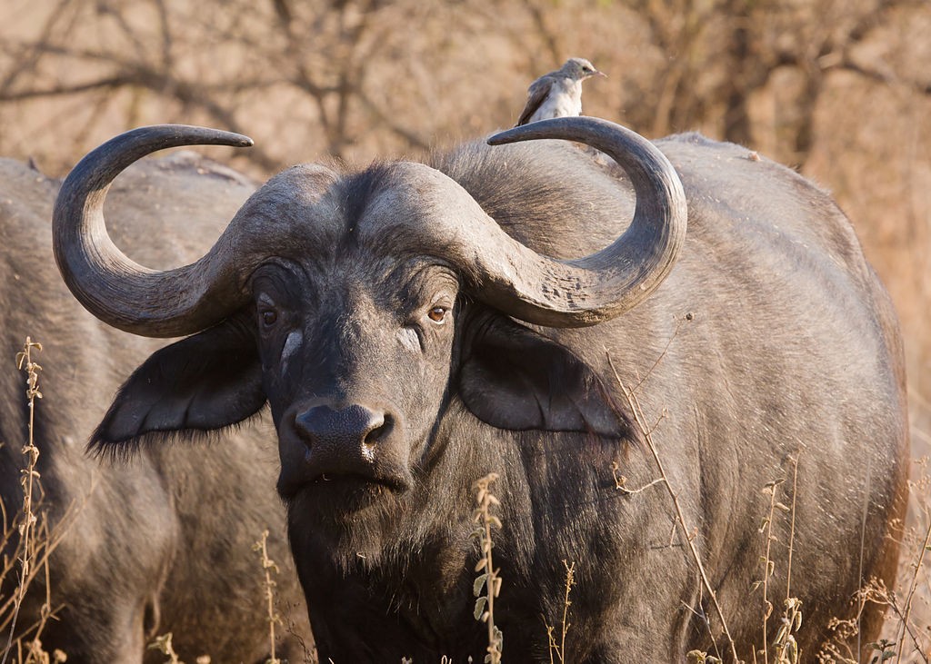 buffalo - most dangerous animals in Africa