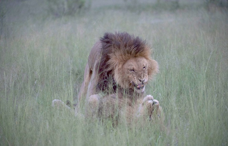Some Lions Have Sex More Than 14