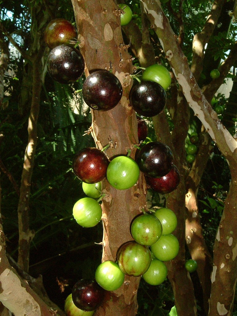 jabotacaba - 20 Most Weird Fruits