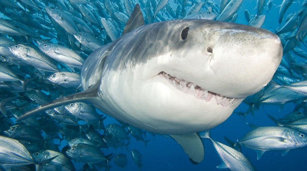 shark - 10 most dangerous animals in Africa 