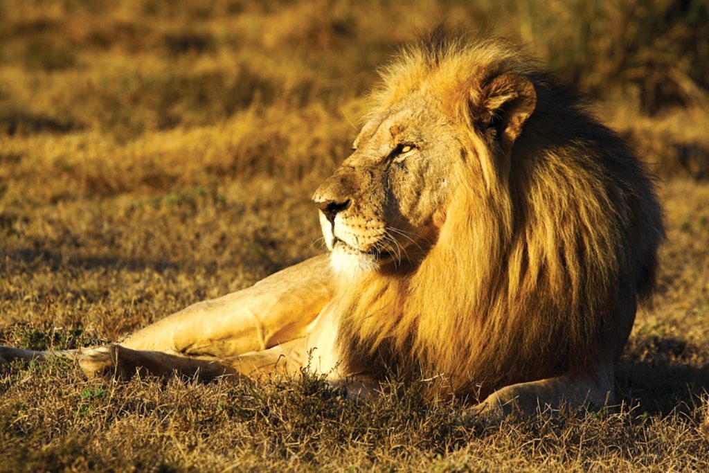 south african holiday l lion