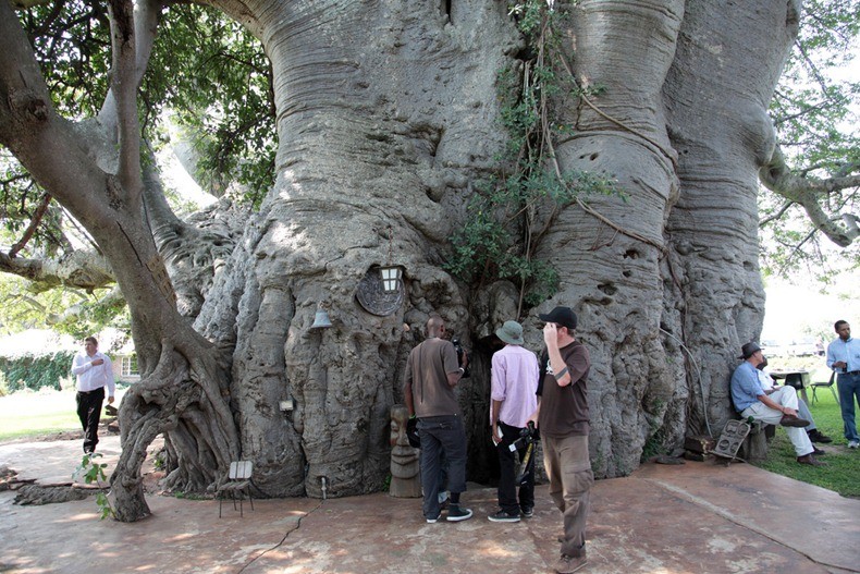 sunland baobab tree 3