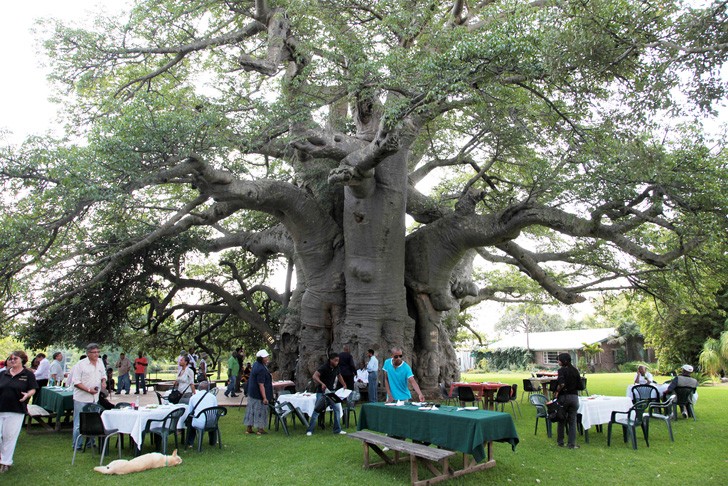 sunland baobab tree 9